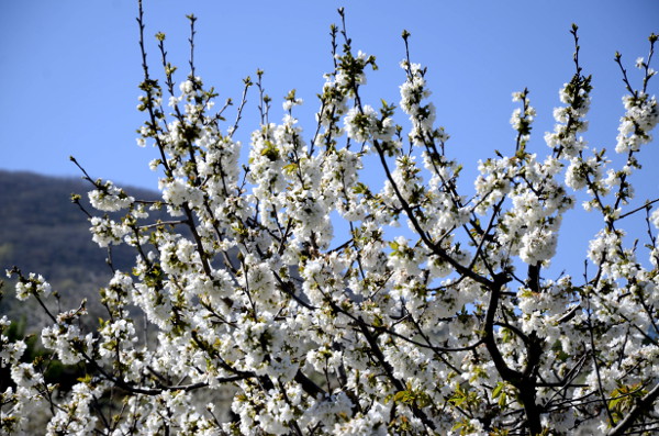 Fotos del Valle del Jerte, Agroturismo El Vallejo cerezos en flor