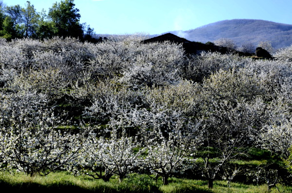 Fotos del Valle del Jerte, Agroturismo El Vallejo finca floracion