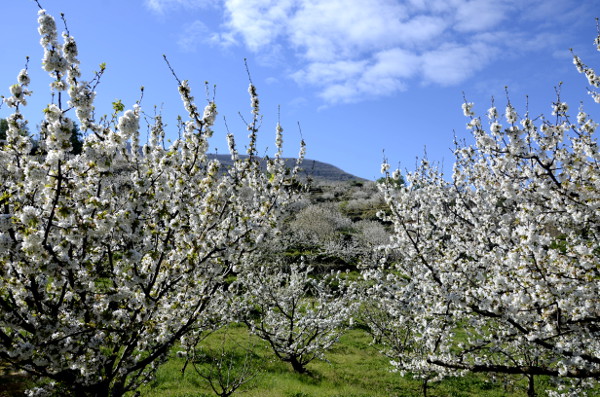 Fotos del Valle del Jerte en Caceres. Floración de los cerezos