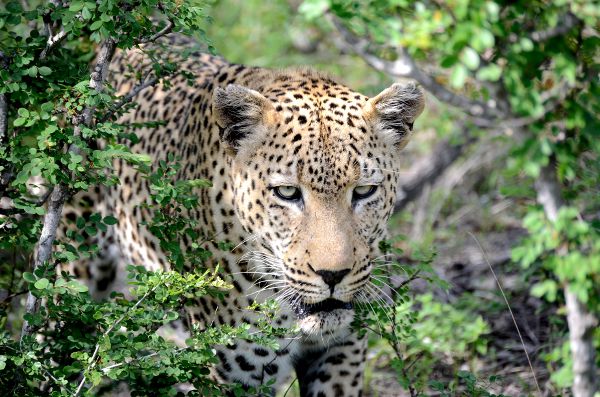 Fotos viaje a Sudáfrica, leopardo en Kruger