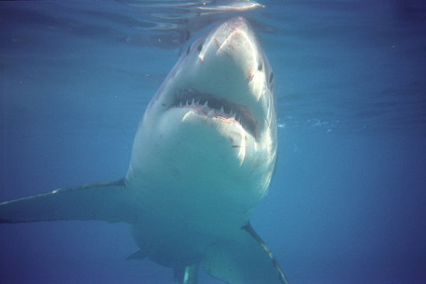 Fotos viaje a Sudáfrica, tiburón blanco