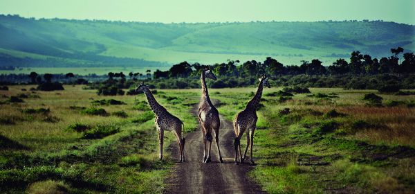girafas en África
