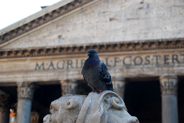 La paloma y el Panteón de Roma