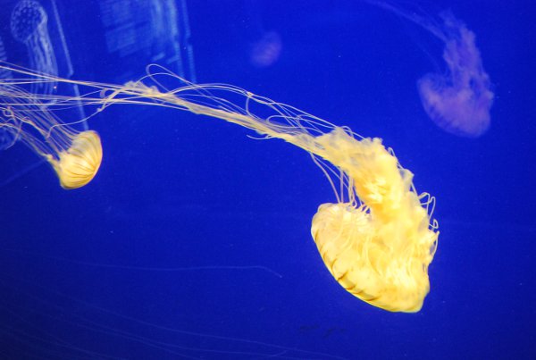 Las medusas del Aquarium de La Rochelle