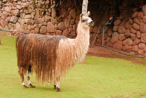 Llama lanuda de Awanakancha en Perú