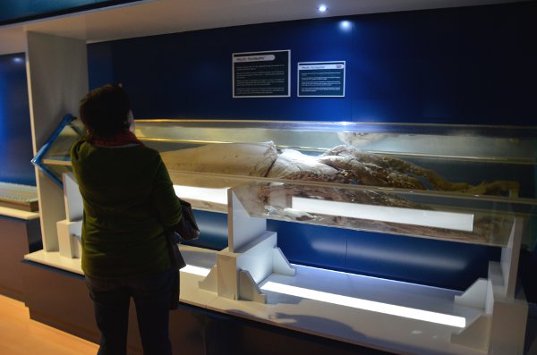 Museo del Calamar Gigante de Luarca