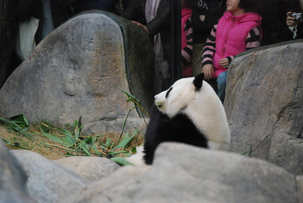 Oso panda del Ocean Park Hong Kong