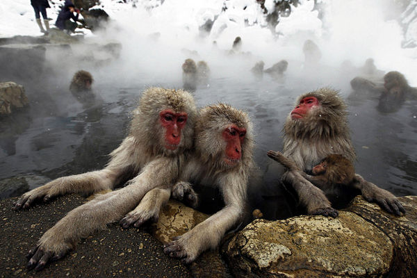 Parque de los monos de Jigokudani, Japón