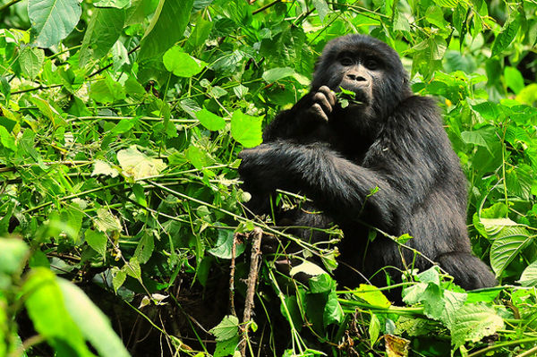 Parque nacional de la Selva Impenetrable de Bwindi (Uganda)