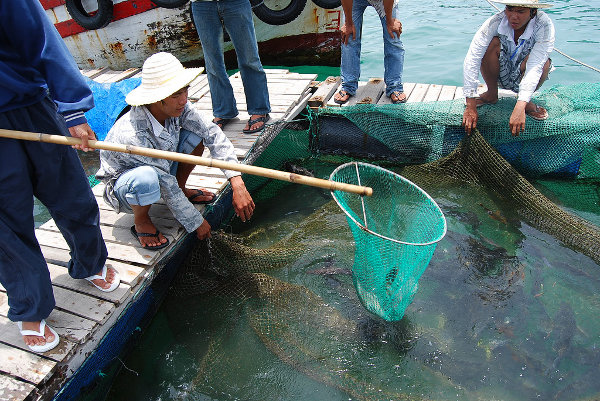 Pescando marisco en las aguas de Nha Trang