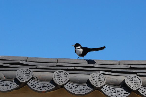 Pájaro en el Palacio Gyeongbokgung de Seúl
