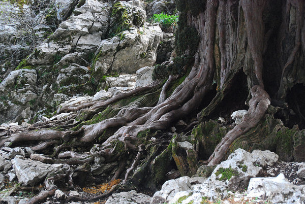 Tejo de más de 2.000 años en el Parque Natural de las Sierras de Cazorla, Segura y Las Villas