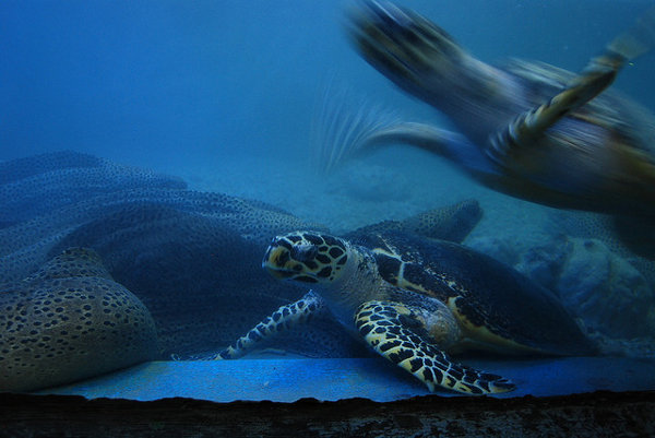 Tortugas marinas en el acuario Tri Nguyen de Nha Trang