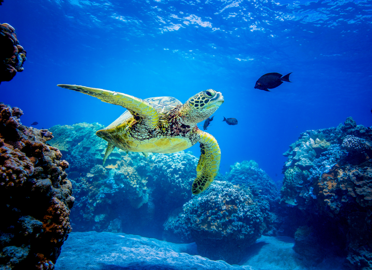 Turismo sostenible, buenas practicas tortuga marina
