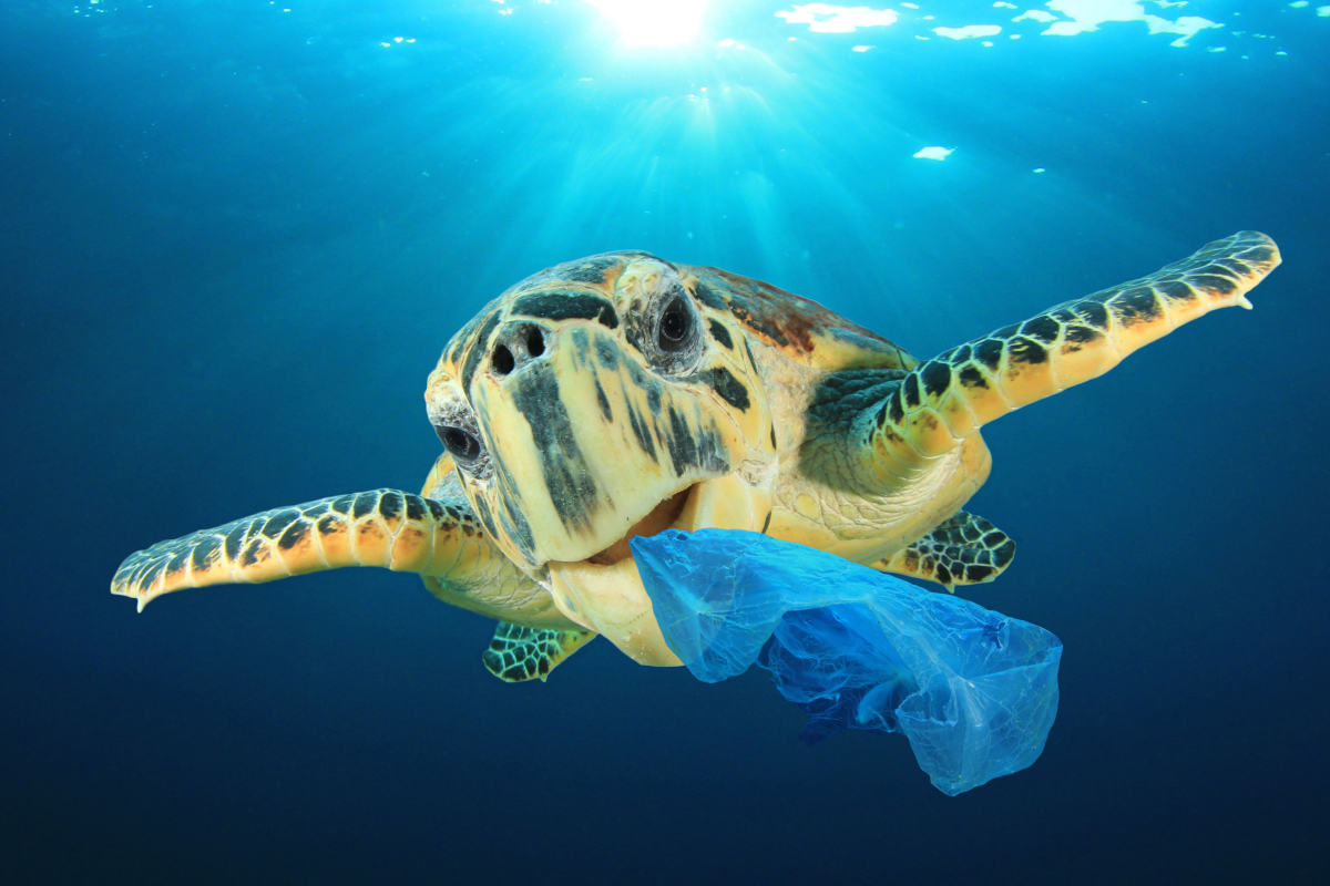Turismo sostenible, tortuga marina plastico
