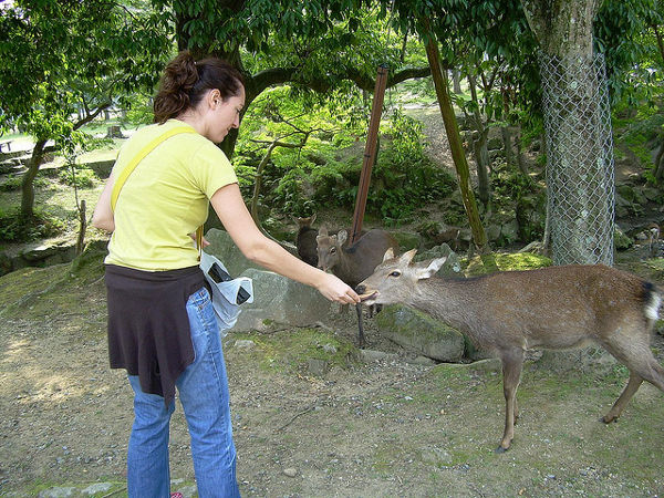 Vero alimentando a los ciervos en el Nara-koen