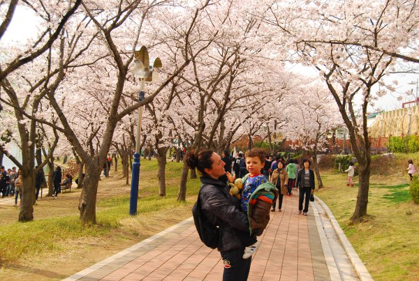Vero y Teo bajo los cerezos en flor en Gyeongju