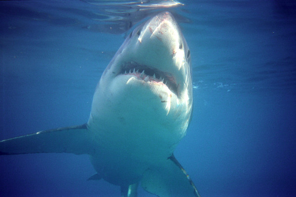Fotos de bucear con tiburon blanco en Sudafrica