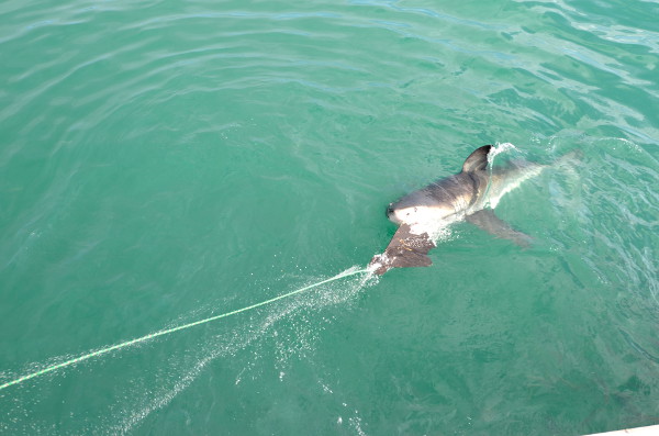 Fotos de bucear con tiburon blanco en Sudafrica, cebo