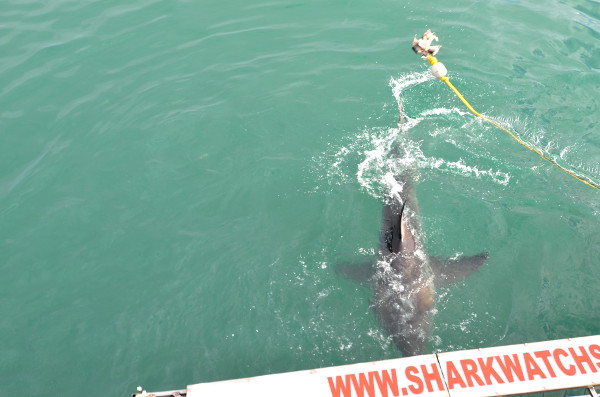 Fotos de bucear con tiburon blanco en Sudafrica, dorsal
