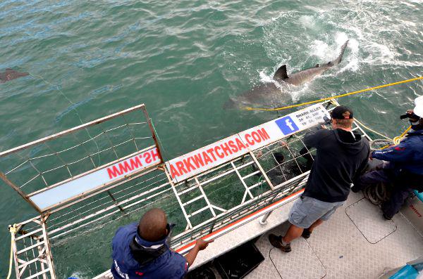 Fotos de bucear con tiburon blanco en Sudafrica, en la jaula