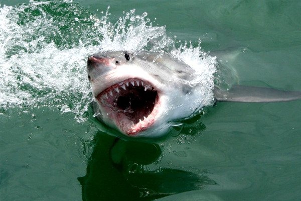 Fotos de bucear con tiburon blanco en Sudafrica, salto