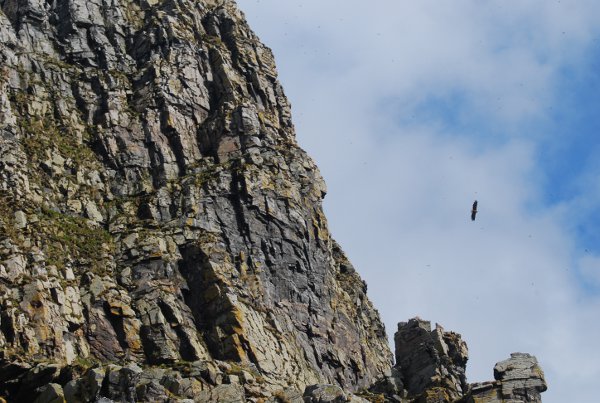 Águila marina en Gjesværstappan en Laponia Noruega