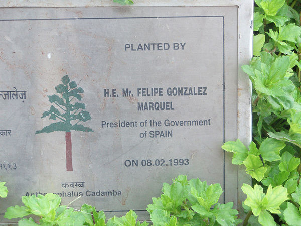Árbol donado por Felipe González